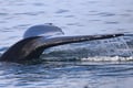 Whale tail above the ocean during a Reykjavík whale watching tour