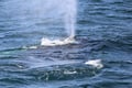Whale blowing water from its blowhole near Reykjavík Iceland