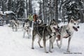 Husky Park and Musher-Driven safari 2 km, Levi