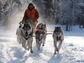 Husky Park and Musher-Driven safari 2 km, Levi