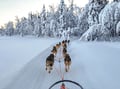 Husky Park and Musher-Driven safari 2 km, Levi