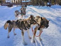 Husky Park and Musher-Driven safari 2 km, Levi