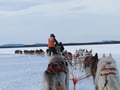 Husky Park and Musher-Driven safari 2 km, Levi