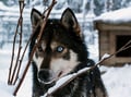 Husky Park and Musher-Driven safari 2 km, Levi