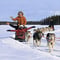 Husky Park and Musher-Driven safari 2 km, Levi