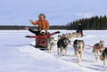 Husky park Levi 2 km safari with musher