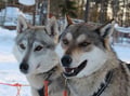 Husky Park and Musher-Driven safari 2 km, Levi