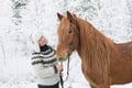 Northern Lights Tour with Finn Horses Sleigh Ride in Lapland