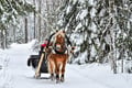 Northern Lights Tour with Finn Horses Sleigh Ride in Lapland
