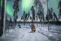 Northern Lights Tour with Finn Horses Sleigh Ride in Lapland