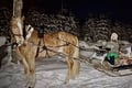 Northern Lights Tour with Finn Horses Sleigh Ride in Lapland