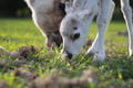 Wonderful farm morning in Kujalan Porotila Reindeer Farm since 1860