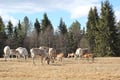Wonderful farm morning in Kujalan Porotila Reindeer Farm since 1860