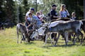 Wonderful farm morning in Kujalan Porotila Reindeer Farm since 1860