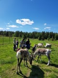 Wonderful farm morning in Kujalan Porotila Reindeer Farm since 1860