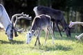 Wonderful farm morning in Kujalan Porotila Reindeer Farm since 1860