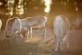 Wonderful farm morning in Kujalan Porotila Reindeer Farm since 1860