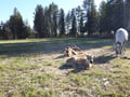 Wonderful farm morning in Kujalan Porotila Reindeer Farm since 1860
