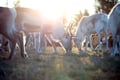 Wonderful farm morning in Kujalan Porotila Reindeer Farm since 1860