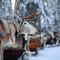 World of Reindeer long Safari 