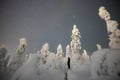 Snowshoeing Adventure by Night (Aurora Borealis Tour)