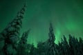 Snowshoeing Adventure by Night (Aurora Borealis Tour)