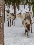 Authentic Reindeer Farm Visit & Short Sleigh Ride