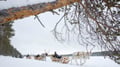 The Longest Reindeer Safari (7km)