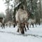 Reindeer Farm Experience (with Safari Option)