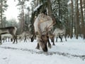 The Longest Reindeer Safari (7km)