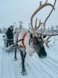 The Longest Reindeer Safari (7km)
