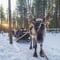 The Longest Reindeer Safari (7km)