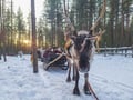 The Longest Reindeer Safari (7km)