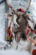 The Longest Reindeer Safari (7km)