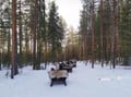The Longest Reindeer Safari (7km)