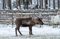 The Longest Reindeer Safari (7km)