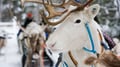 The Longest Reindeer Safari (7km)