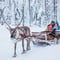 Premium Reindeer Farm Experience with Safari (2km)