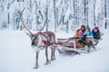 The Longest Reindeer Safari (7km)