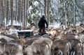The Longest Reindeer Safari (7km)