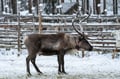 The Longest Reindeer Safari (7km)