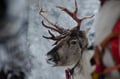 Evening Reindeer Sleigh Ride