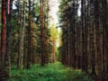 Rovaniemi: Mushrooms & Wild Berries Picking Tour - Small Group