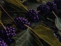 Rovaniemi: Mushrooms & Wild Berries Picking Tour - Small Group