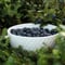 Rovaniemi: Mushrooms & Wild Berries Picking Tour - Small Group