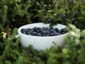 Rovaniemi: Mushrooms & Wild Berries Picking Tour - Small Group