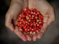 Rovaniemi: Mushrooms & Wild Berries Picking Tour - Small Group