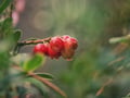 Rovaniemi: Mushrooms & Wild Berries Picking Tour - Small Group