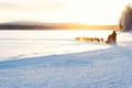 Rovaniemi: Insider 5 km Husky Self Drive Adventure