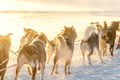 Rovaniemi: Insider 5 km Husky Self Drive Adventure